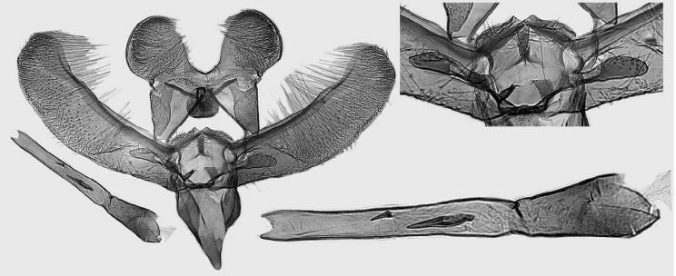 3224. 48. E. austera Kaila, sp. n., holotype, L.