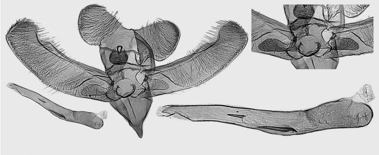 , holotype, L. Kaila prep. 4850. 51. E. vulturna Kaila, sp.