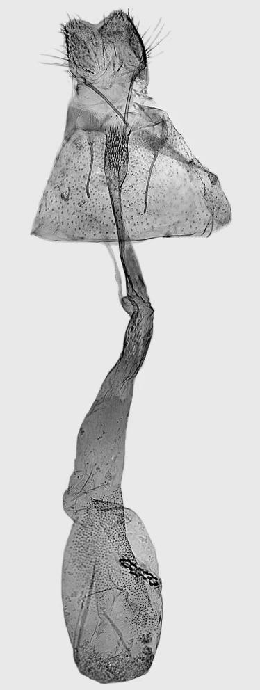 , paratype, L. Kaila prep. 5608. 59. E. subnigrella Douglas, L.