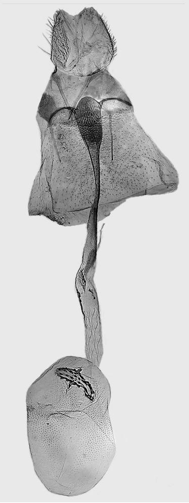 , paratype, L. Kaila prep. 5626. 63. E. vulturna Kaila, sp. n.