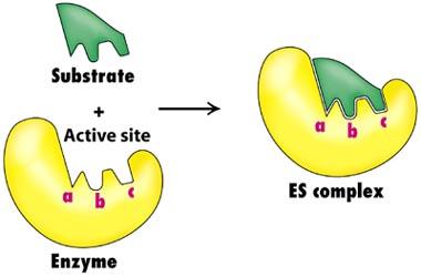 Active site of free enzyme complementary to shape of S even without substrate bound. assumes shape complementary to S only when S is bound. Why study enzyme kinetics (reaction rates)?