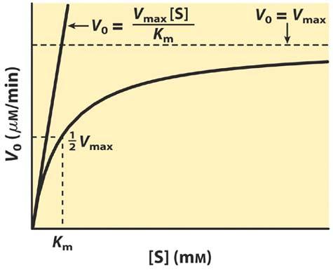 Berg, Tymoczko & Stryer, 6th ed. Fig. 8.12: Dependence of velocity on substrate concentration in enzymecatalyzed reaction (plot of V o vs. [S]) for an enzyme that follows Michaelis- Menten kinetics.