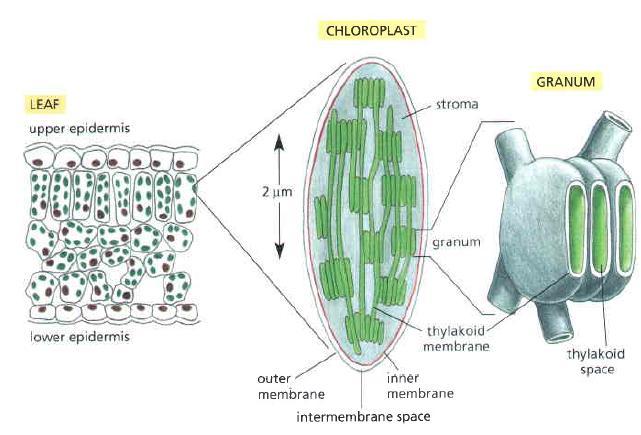 Structure of Chloroplasts 3 distinct membranes: Outer membrane Inner membrane