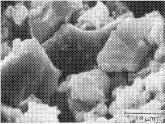 Figure 2.14 Scanning Electron Micrograph of the Fracture Surface of Portland cement after 1 Hour Hydration[31]. Figure 2.