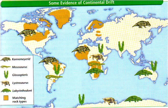 Fig 17-2 p 445 Evidence of Continental Drift What evidence would support the hypothesis of
