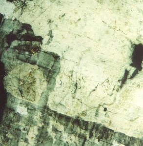 Fig. 5. Remnant plagioclase islands (tan) inside microcline (grid-twinned; gray) in granodiorite.