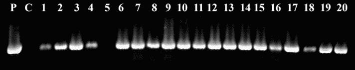 Presence of the bar gene in the genomic DNA of kanamycin-resistant poplar transformants. PCR amplification of a 550 bp bar gene fragment from genomic poplar DNA.