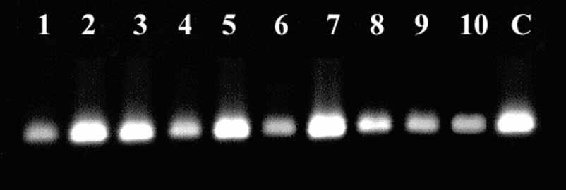 A B PCR-amplification from genomic DNA using primers for: (A)the bar