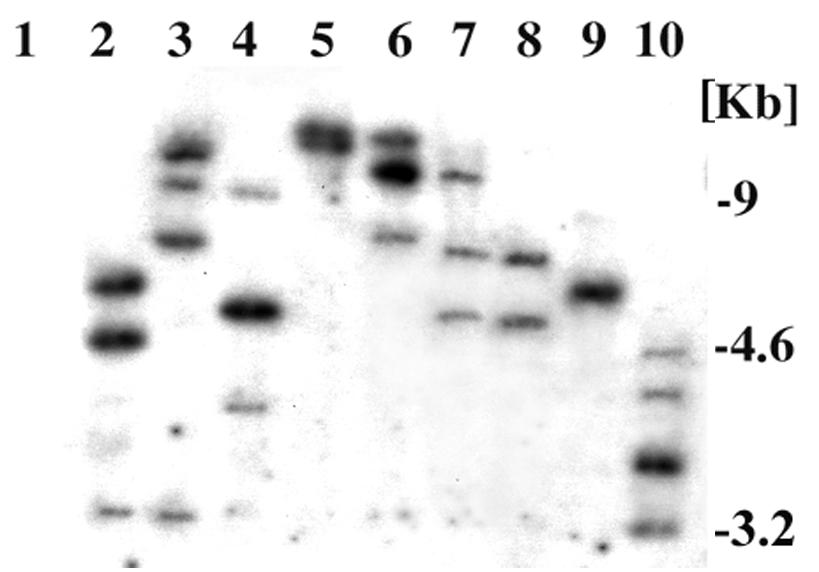 Detection of the bar gene in the genome of Basta resistant A. muscaria colonies.
