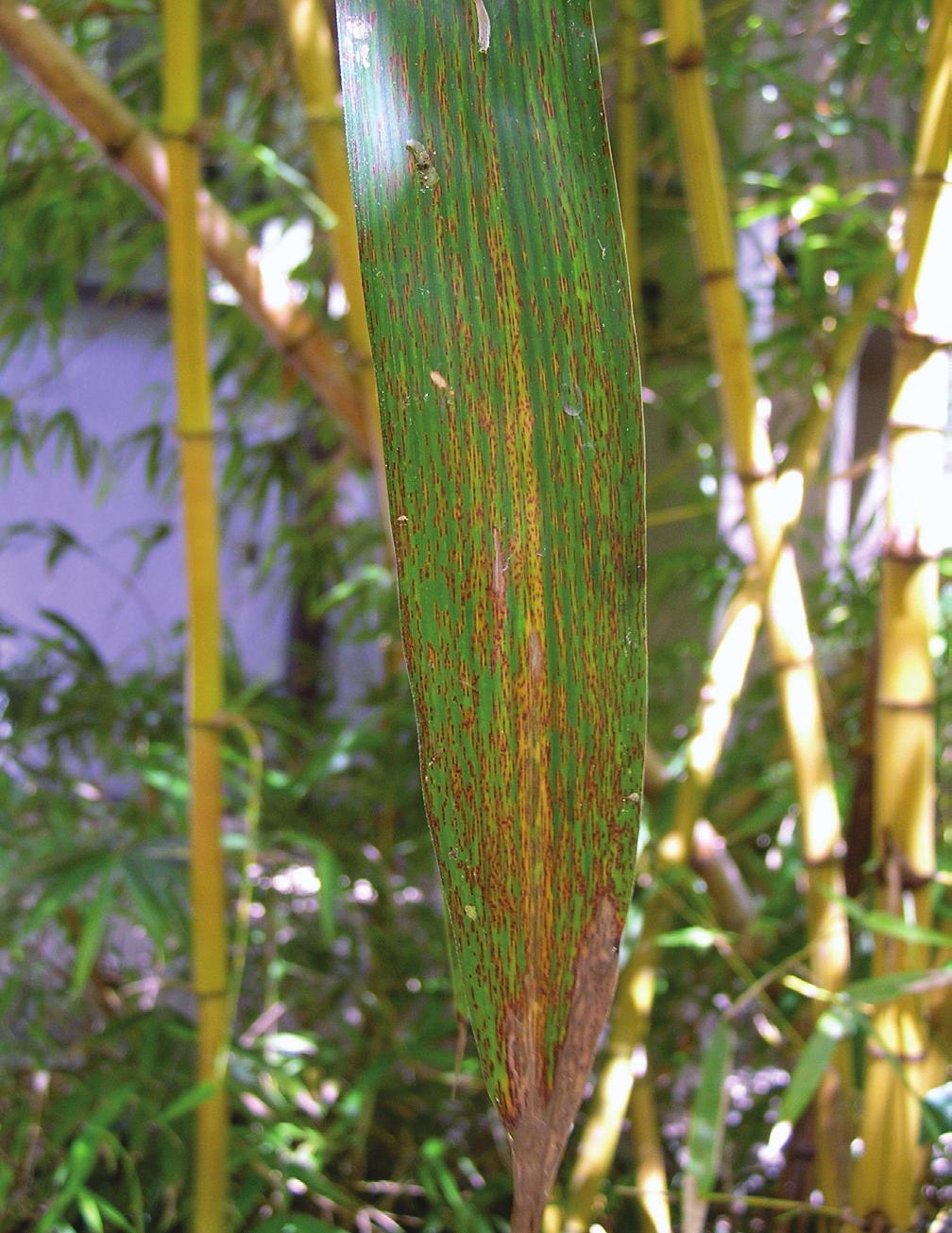 Kweilingia divina is heteroecious, producing uredinia and telia on bamboo and pycnia and aecia on the alternate host, Catunaregam spinosa (Thunberg) Tirvengadum (Syn.