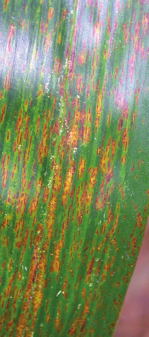correspondence with the opposing flecks on leaf undersides. Numerous rust lesions can develop on a single leaf and later coalesce into larger areas of tancolored necrotic blight.