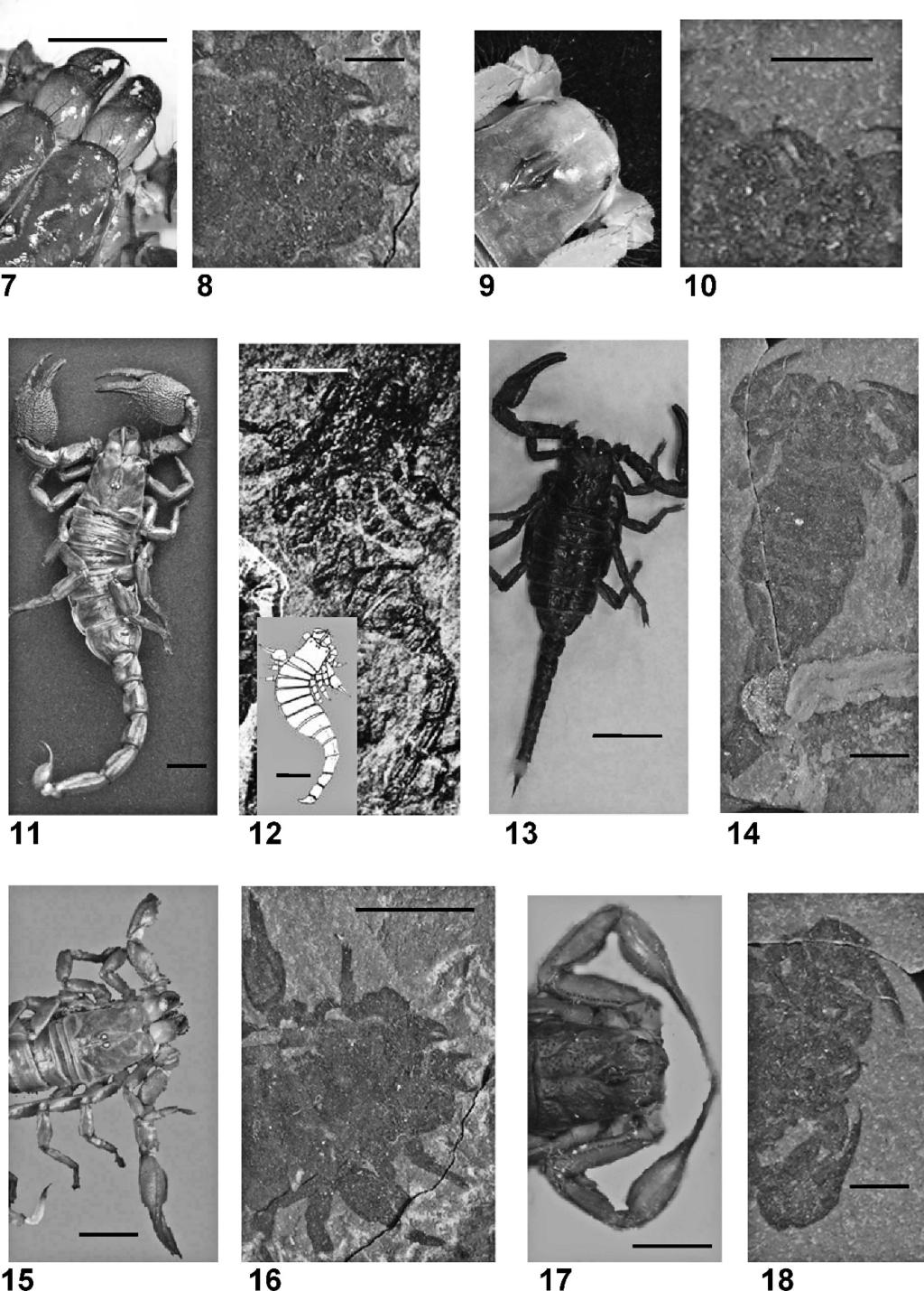 318 THE JOURNAL OF ARACHNOLOGY Figures 7 18. Comparison of fossil scorpion molts and carcasses: 7. Modern scorpion molt with extended chelicerae, scale bar is 5 mm; 8.