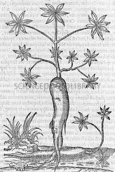 Plant Anatomy: Vegetative Organs