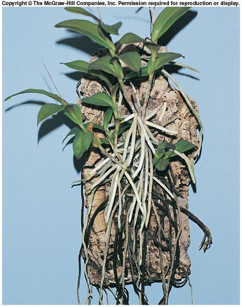 Orchids - Velamen roots, with epidermis several