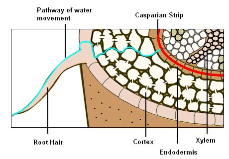 Dermal tissue in roots Obtaining nutrients Roots extract water and minerals from the soil. Only minerals dissolved in the soil water are available to the plant.