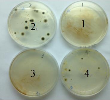 Clearly, samples 1 and 3, which contain Ag, exhibit high antibacterial activity.