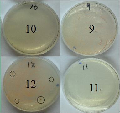 9 10 11 12 Ag/ TiO 2 ratios 1:9 3:7 1:1 none Figure 7 depicts photographs of bacterial growth after visible-light irradiation for 1 h in the presence of various antibacterial substances.