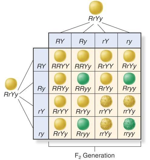 The Dihybrid Cross F2: R r Mendel crossed the heterozygous