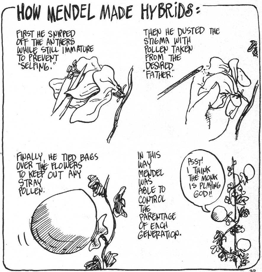 Mendel wanted to - two different plants, so he cut away the