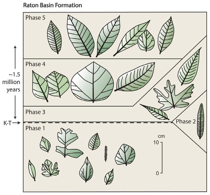 6. Compare the fern spore data to the angiosperm and gymnosperm data.