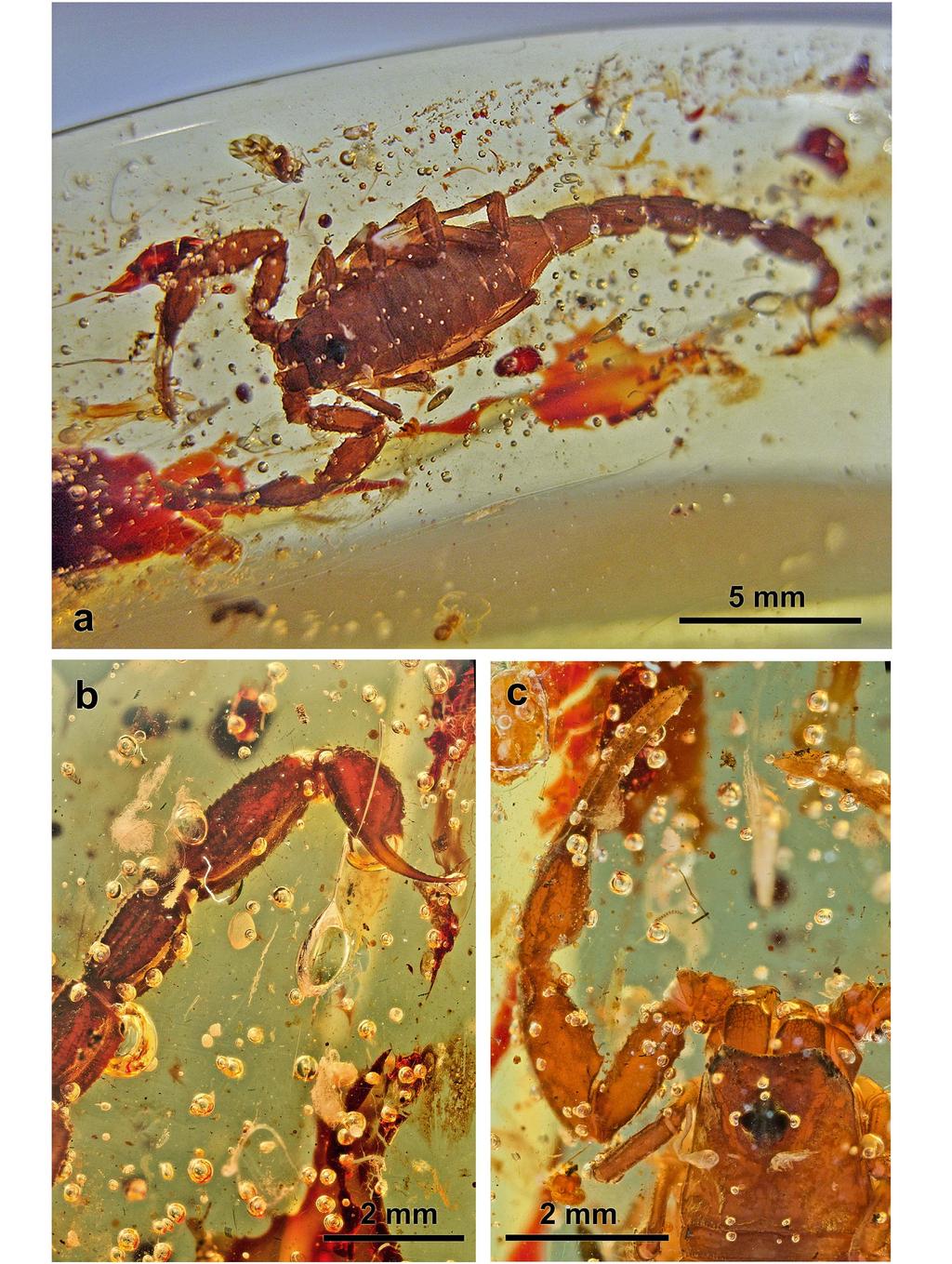 2 Euscorpius 2012, No. 137 Figure 1 : Palaeogrosphus jacquesi sp. n. A.
