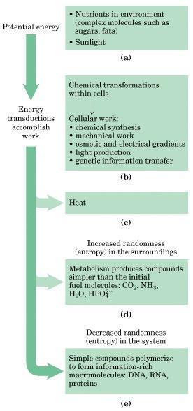 Energy flow in biological systems: Energy Transformations in Biochemistry There is an energy cost