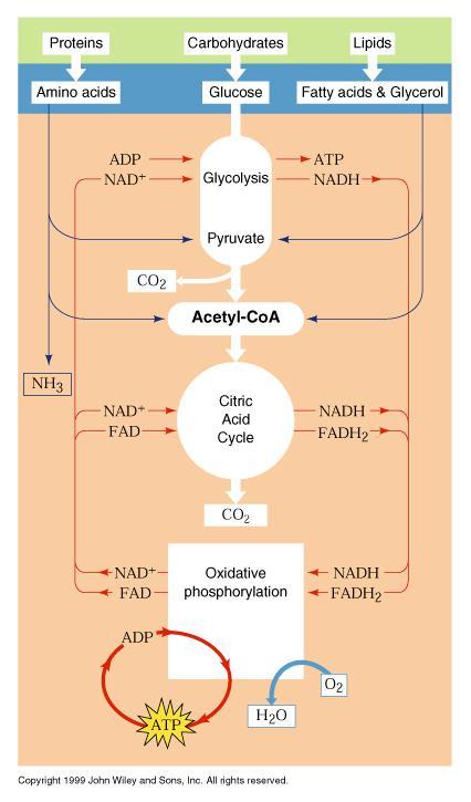 verview of Carbohydrate Catabolism makes 26 ATP xidative Phosphorylation C C 2 GLYCLYSIS 2 x pyruvate (3C) 2 x C 2 C 2 - C 3 C 2 CoAS 4C oxaloacetate D-glucose (6C) Total output for NE molecule of