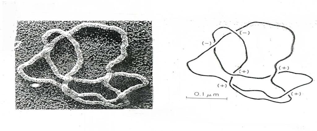 Figure 4:A 3-braid Figure 5: AWABI MUSUBI(=abalone knot) of "MIZUHIKI" Example 3:Assume that there are n particles moving without colliding in the plane with a time parameter.