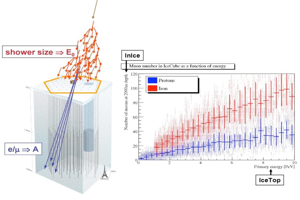 Atmospheric muons Combined IceCube-IceTop measurements IceTop: lateral distribution of the shower