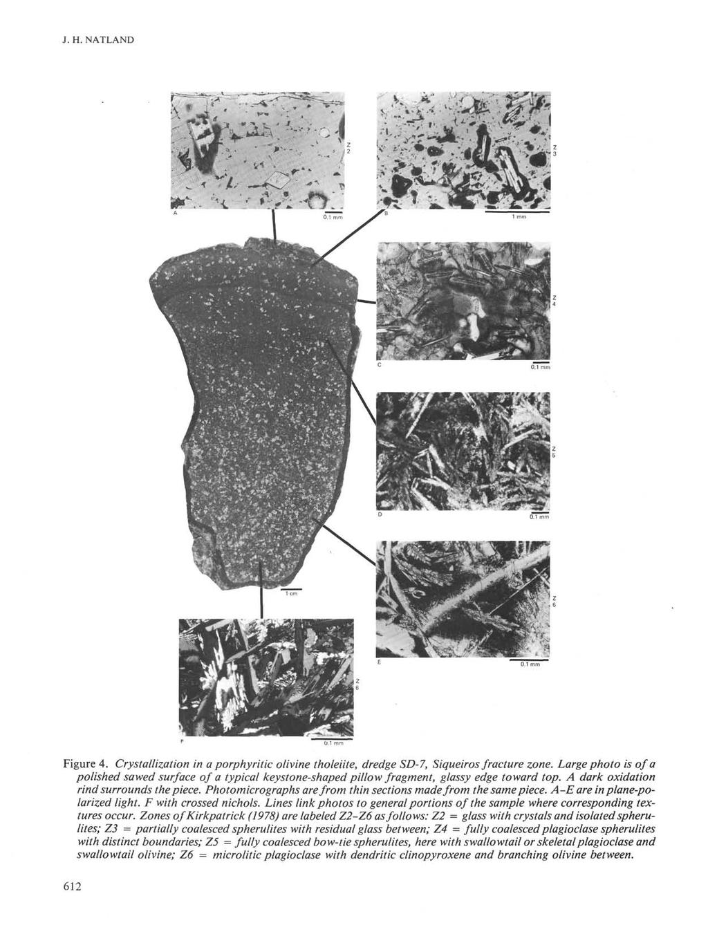 J. H. NATLAND <. ra Figure 4. Crystallization in a porphyritic olivine tholeiite, dredge SD-7, Siqueiros fracture zone.