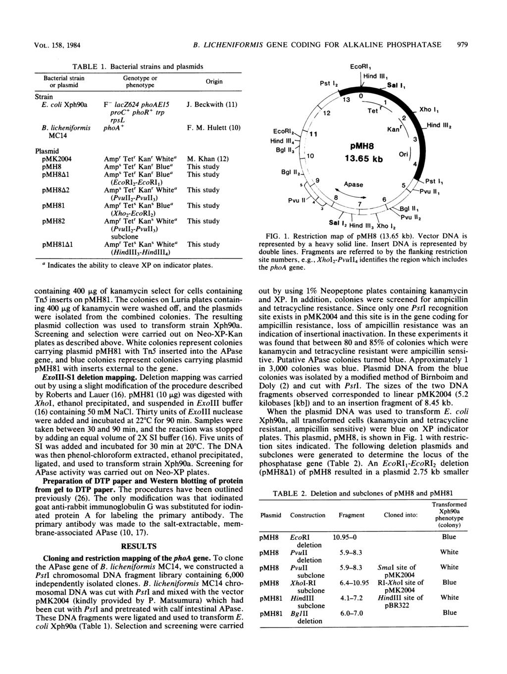 VOL. 158, 1984 B. LICHENIFORMIS GENE CODING FOR ALKALINE PHOSPHATASE 979 TABLE 1. Bacterial strains and plasmids Bacterial strain Genotype or Origin or plasmid phenotype Strain E.
