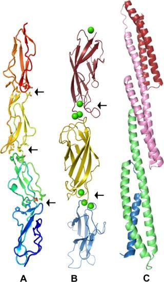 1.2. Identification of tandem repeats in protein sequence 9 Figure 1.4: Examples of beads on a string structure.