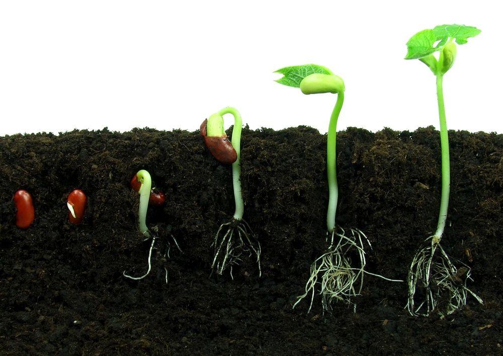is the ability of a seedling to grow the stem upward and roots downward no matter how the seed is placed in the soil. a. Work b. Force. c. Inertia d. Geotropism 12.