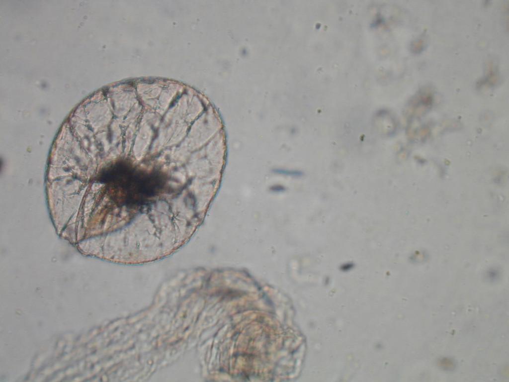 when light & nutrients are decreasing 7 Variety of Dinoflagellates