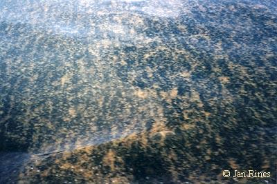 common & visible red tide in Puget Sound Occurs in stratified water in mid- to late