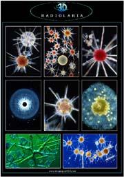 Zooplankton: Protozoa