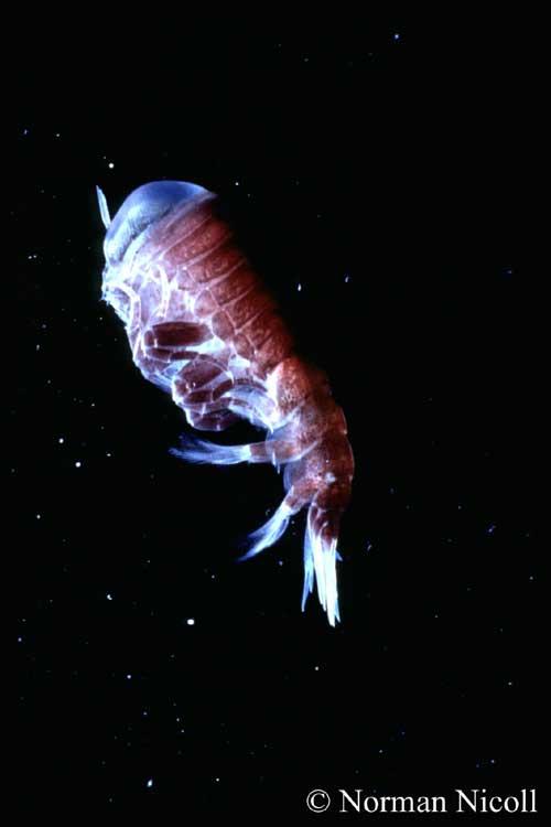 Krill: Amphipods & Shrimp Hyperiid amphipod