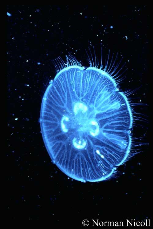 Gelatinous Zooplankton Same phylum as coral
