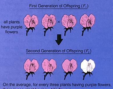 5. He crossed 2 of the first generation purple plants.