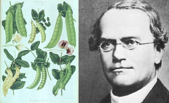 What did Gregor Mendel discover about heredity? Gregor Mendel was an Austrian monk in the 1800 s.