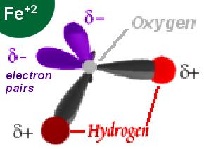 Complexation/chelation Complexes involve ligands and host ions.