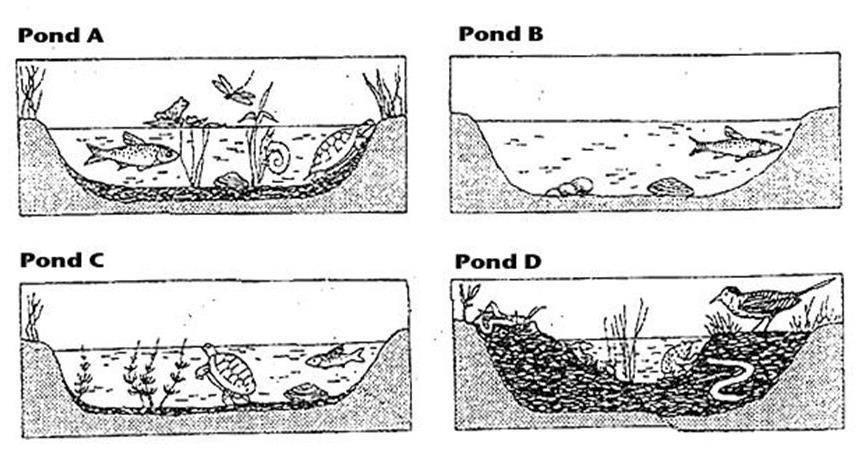 4. Describe each of the levels biological organization (pg. 36) a. Organism: b. Population: c. Community: d. Ecosystem: e. Biosphere: 5. An ocean food chain is shown in the diagram above.