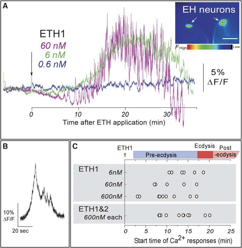 Peptidergic Regulation of an Innate Behavior 1401 Figure 5. ETH-Evoked Ca 2+ Dynamics in Neurons Producing ETHR-A and EH (A) ETH1 evokes robust Ca 2+ responses in VM neurons producing EH.
