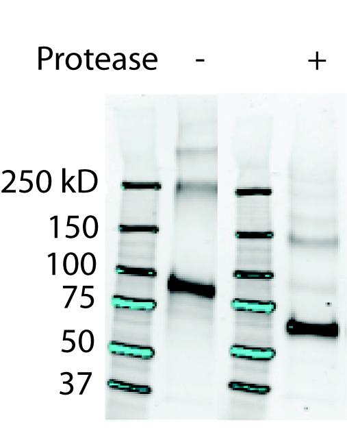 89 Figure 3.9: Complete Proteolysis of HRV-3C Cleavage Site in the EQ Dimer.