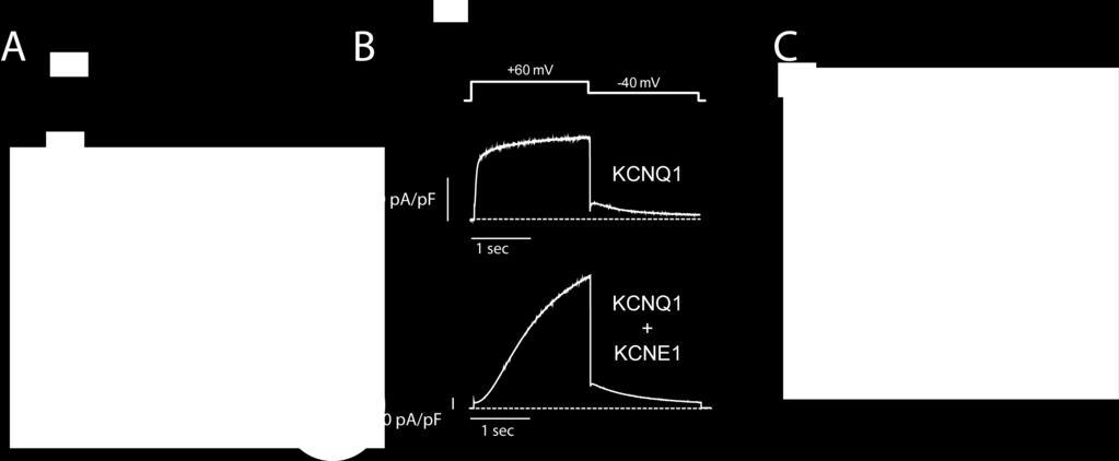 unraveling the nature of KCNQ1-KCNE1 interaction 59-61. Figure I4 Physical and functional interaction between IKs proteins KCNQ1 and KCNE1.