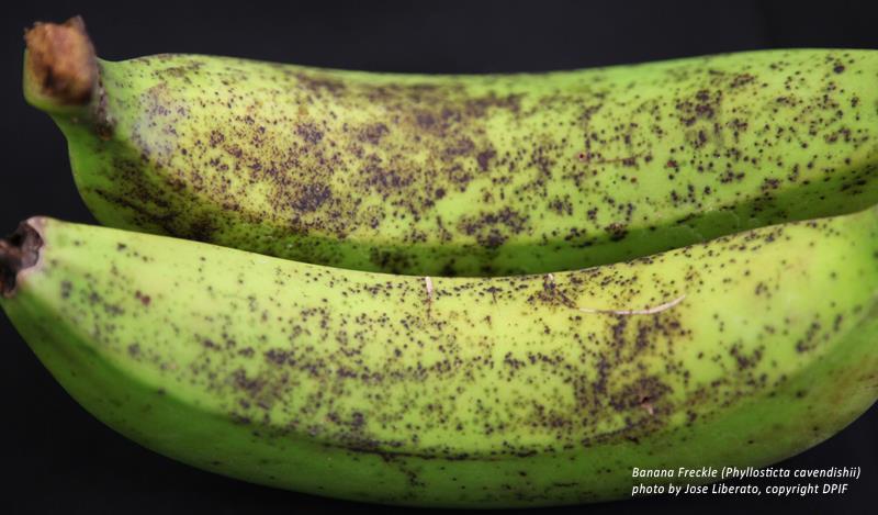 What is Banana Freckle A disease caused by a fungus (Phyllosticta