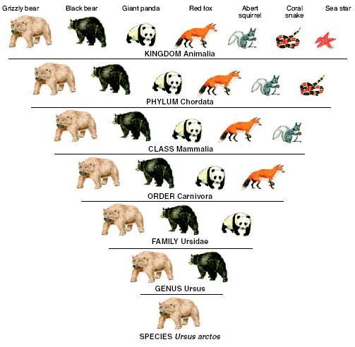 Classification of the Grizzly Bear Linnaeus s system of classification uses seven taxonomic categories.