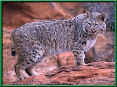 Genus Felidae Lynx