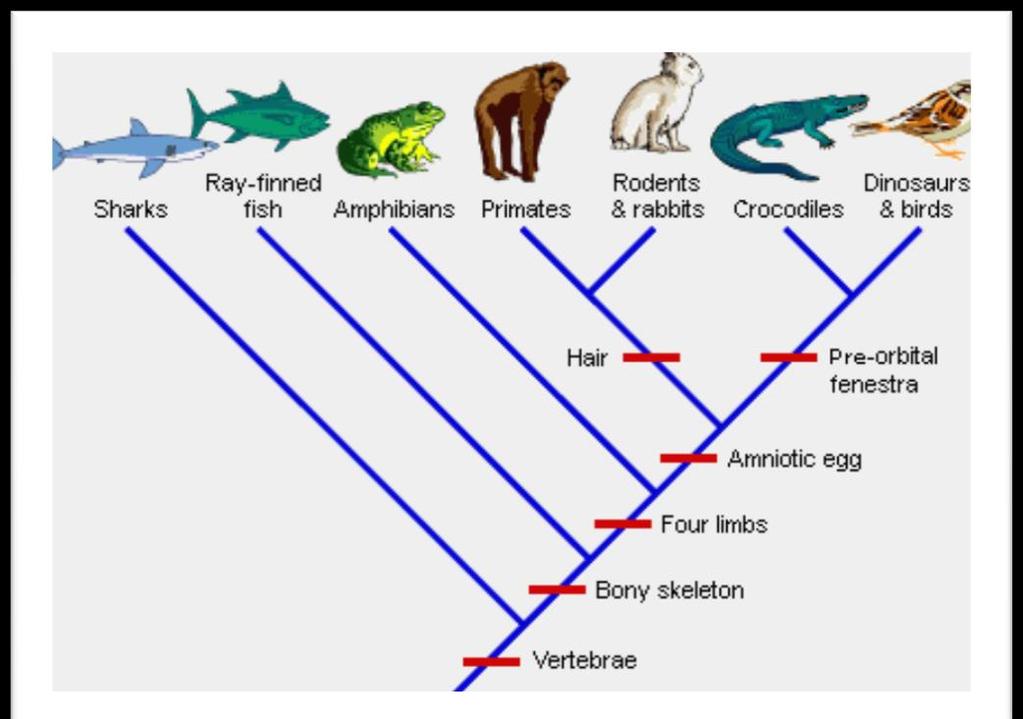 cladogram, a diagram that shows the