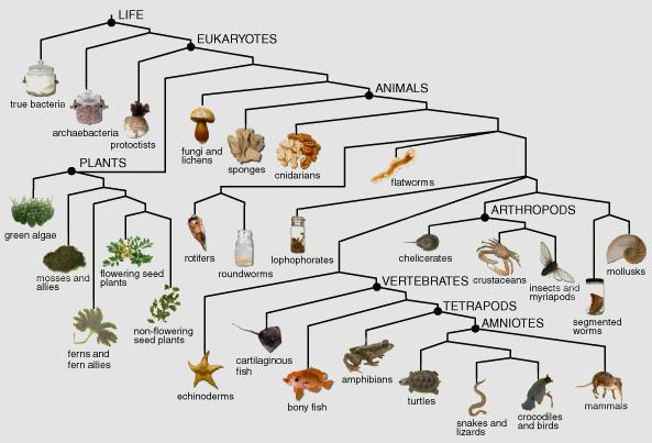 Cladogram = diagram that shows the